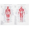 ULTECHNOVO Anatomical Poster - Learning Muscular System Anatomical Poster -