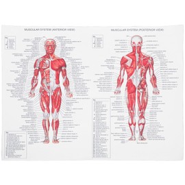 ULTECHNOVO Anatomical Poster - Learning Muscular System Anatomical Poster - Human Skeleton Muscle Anatomy(LAMINATED, 17.32” x 13”)