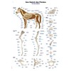 Educational Board "The Skeleton of the Horse", 70 x 100