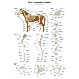 Educational Board "The Skeleton of the Horse", 70 x 100 cm