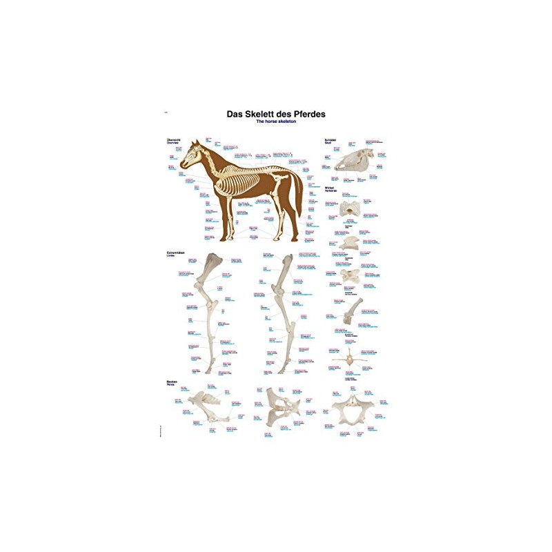 Educational Board "The Skeleton of the Horse", 70 x 100