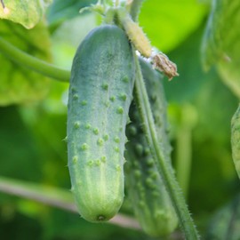 Boston Pickling Cucumber Garden Seeds - 1 Lb - Non-GMO, Heirloom Vegetable Gardening Seeds - Cucumis sativus