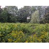 Catskills Comfrey Devil's Claw, 2oz: for joint discomfort: devil's claw