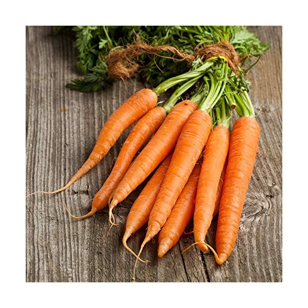 Carrot Seeds - Kuroda Long 8" - 0.25 Oz ~5,000