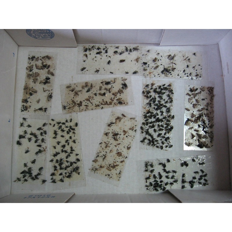 TredNot 10 Pk Camel Cricket/Roach/Scorpion Sticky Traps