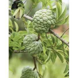 Tree 1 Sugar Apple Na Dai( Mãng Cầu Dai) 5"-7” Live Seed Tree-Asian Plant Collection