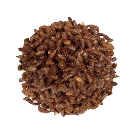 Fresh Herb Domestic Dried Cocklebur 200g Tea Ingredient