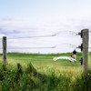 10 Pack Plastic Electric Fence Gate Handle, Insulated Plastic Hook,