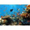 Painting Wallpaper Poster (Removable Self-stick) Reef Diving Tropical Fish Sea