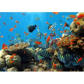Painting Wallpaper Poster (Removable Self-stick) Reef Diving Tropical Fish Sea Character Black DVG – 007 a2 (A2 edition 594 mm × 420 mm) For Architectural Wallpaper + Weather Resistant Paint