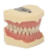 Dental Teaching Model Soft Gum 32 Teeth Dental Demonstration Teeth