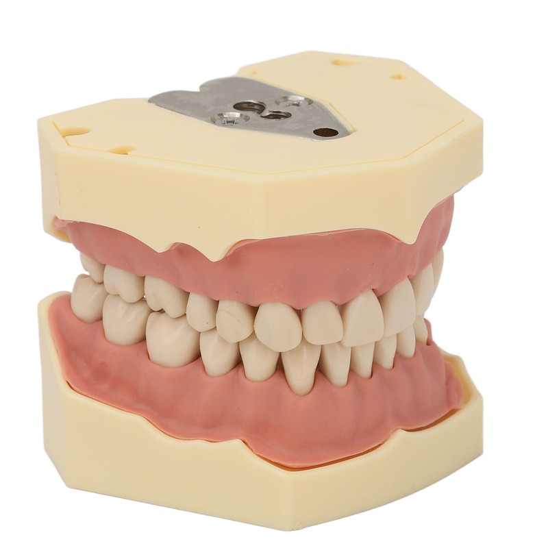 Dental Teaching Model Soft Gum 32 Teeth Dental Demonstration Teeth