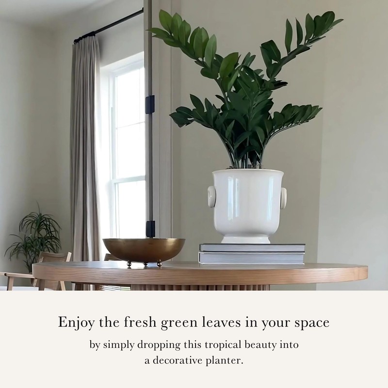 Artificial ZZ Tropical Plant in Pot - 30"