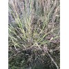 Hale Habitat & Seed Cave-in-Rock Switchgrass Native Grass Seed, Deer