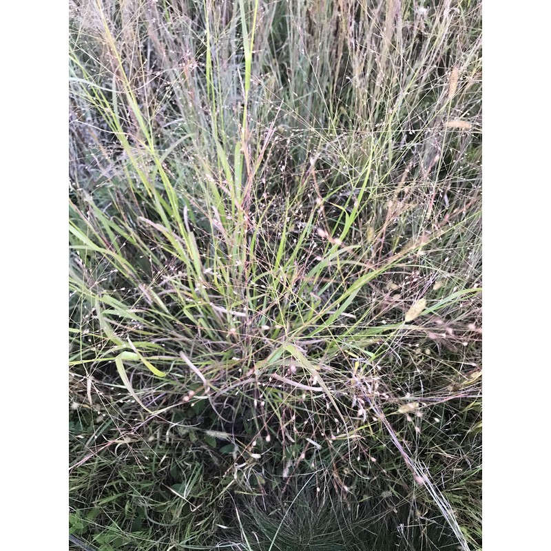 Hale Habitat & Seed Cave-in-Rock Switchgrass Native Grass Seed, Deer