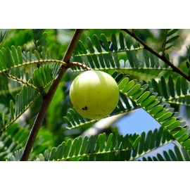 Phyllanthus emblica Seeds Indian Gooseberry Indoor -Outdoor Gardening Hummingbirds and Butterflies Love to Visit The Lovely Little red Blooms Blooms (10)