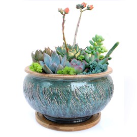 Tuumee Ceramic Plant Pot with Drainage Hole and Tray, Succulent Holder, Bonsai, Flower Vase, Garden Decorative for Snake Plant, Aloe, Oxalis