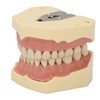 Dental Teaching Model Soft Gum 32 Teeth Dental Demonstration Teeth