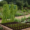 Toriexon Cucumber Trellis for Garden - 4 Pack, 48" L