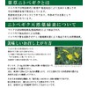 Nitobegiku Tea 0.9 oz (25 g) x 5 Bags Higa