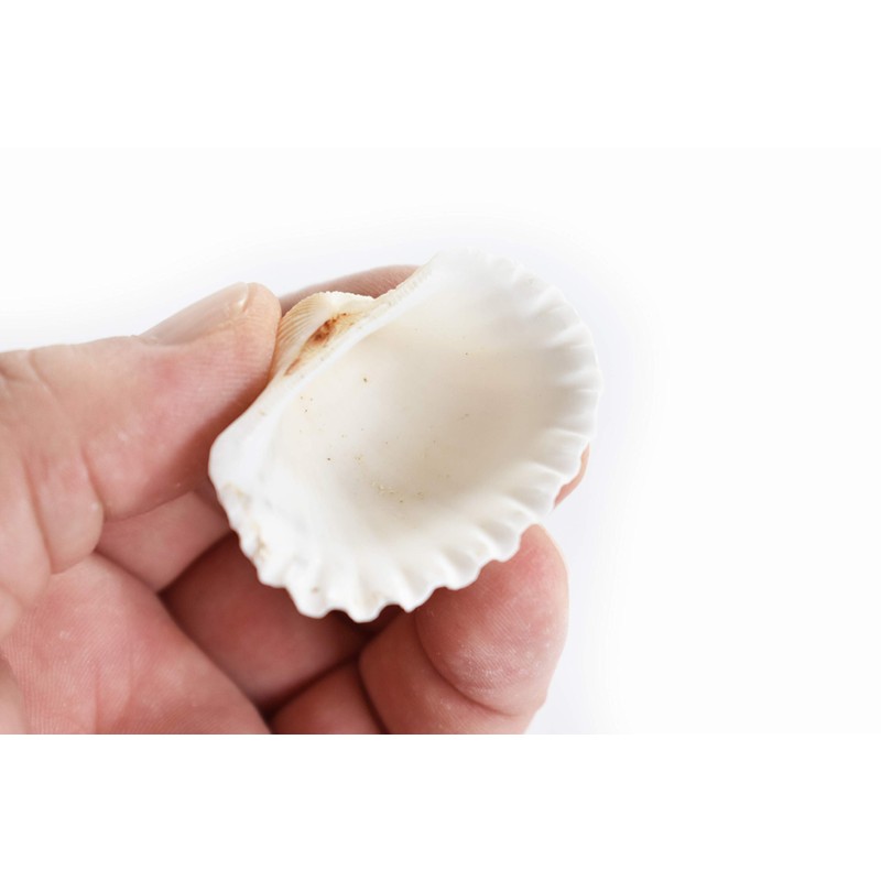 12 Beautiful Small White Ark Shells (1.25-1.5") Beach Wedding Decor