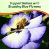 Outsidepride Blue & Yellow Bicolor Blueberry Thrill Viola Pansy Seeds