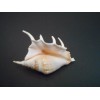 Florida Shells and Gifts Set of 6 Beautiful Spyder Conch