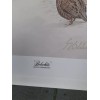 Guy Coheleach "Bobwhite" Signed Print 16 x 20" 1978 Regency