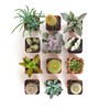 Shop Succulents Premium Live Mini Cactus and Succulent Plants in