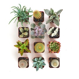 Shop Succulents Premium Live Mini Cactus and Succulent Plants in 2" Pots, Easy Care Indoor or Outdoor Gardening, Terrariums, Favors, & Contemporary Spaces with Hardy, Resilient Varieties, Pack of 12