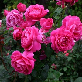 Heirloom Roses Rose Plant - Grande Dame™ Pink Rose Bush, Hybrid Tea Live Plant for Planting Outdoors