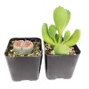 Succulents Box Weirdo Succulent Pack | Set of 2/4/6/8/10 Unique