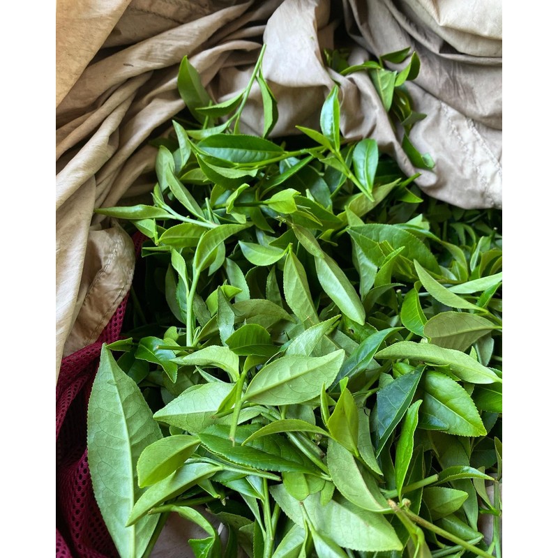Arroyo Kitchen by Little Jasmine, Non-GMO Rose Oolong Tea Bag,