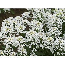 1oz White Candytuft Flower Seeds Rocket ‘Empress Iberis Amara Ground Cover (Approx 11,250 Seeds)