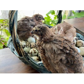 Free Range Coturnix Quail Fertile Hatching Egg Set - 36 Eggs - Shipped in Foam - Variety of Colors!