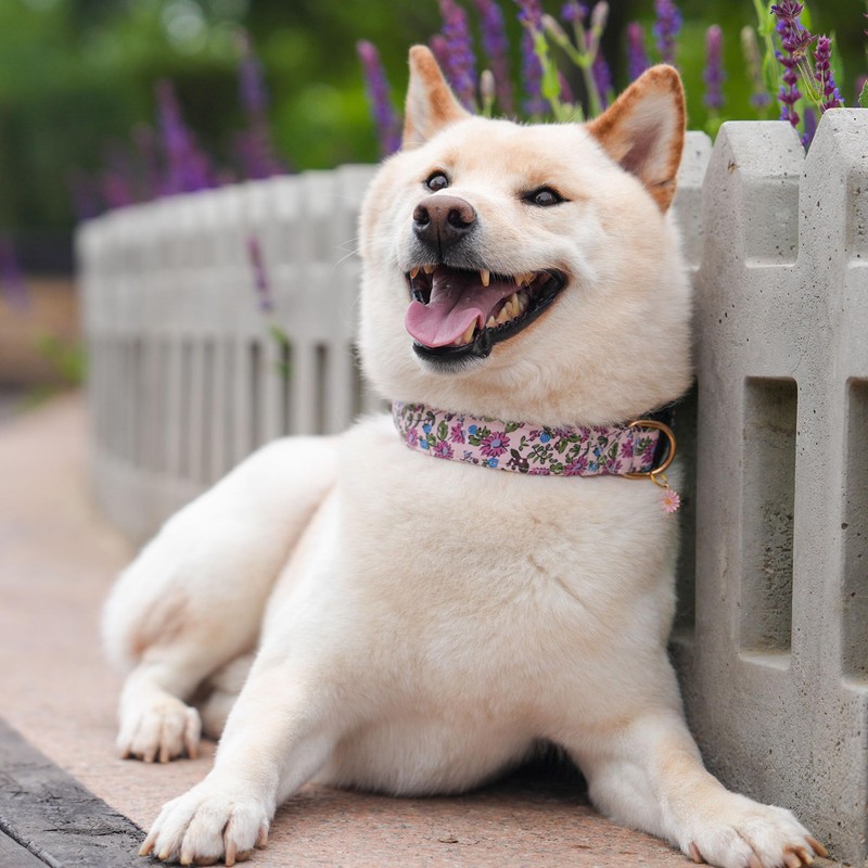 TEEMERRYCA Floral Print Dog Collar with Flower Charm - Durable