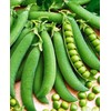 RAISE ME UP: Seeds Sweet Snap Peas Alfa Non GMO