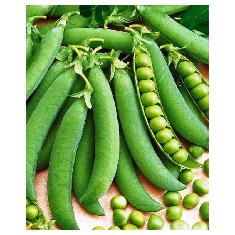 RAISE ME UP: Seeds Sweet Snap Peas Alfa Non GMO