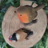 Vivid Arts - British Birds Life Like Robin & Goldfinch