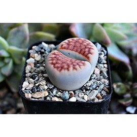 Lithops Living Rock Stone Plant