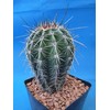 Tucson Tools Goognice Saguaro Cactus 5" to 10" Tall 8