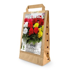 GreenBrokers Mega Pack Begonias | Mixed Summer Flowering Bulbs | Bee & Butterfly Friendly | Eco Packaging | Premium Holland Selection Quality