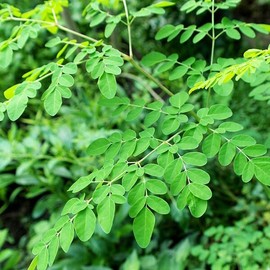 모링가건초(200g) 인도네시아 말린 모링가잎 한방차 건강차 건초 Moringa Hay (200g) Dried Moringa Leaves from Indonesia Herbal Tea Health Tea Hay