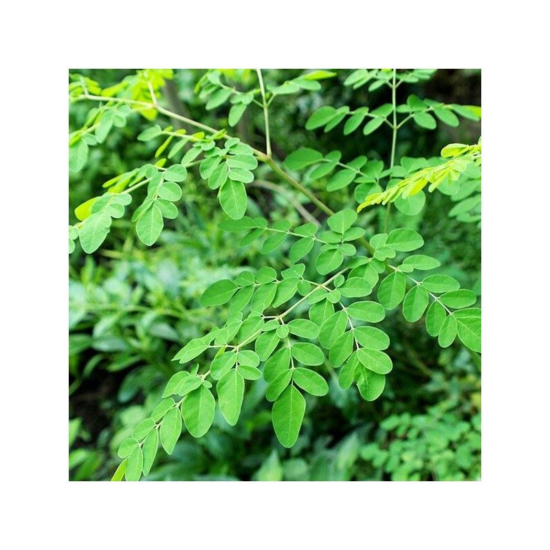 모링가건초(200g) 인도네시아 말린 모링가잎 한방차 건강차 건초 Moringa Hay (200g)
