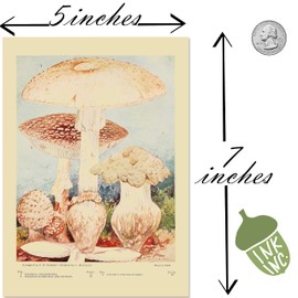 Ink Inc. Botanical Wall Art Prints - Wild Mushrooms - Set of 9 5x7 inches - Unframed