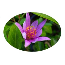 Lavender African Star Flower Crossberry Live Semi Tropical Tree Plant Purple Pink Single Bloom Starter Size 4 Inch Pot Emerald tm