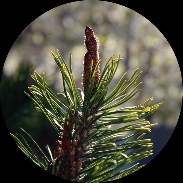 Living Libations Pine Cone, Ponderosa Essential Oil, 15ml