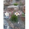 Lilium formosanum v. pricei | Dwarf Formosa Lily | 100