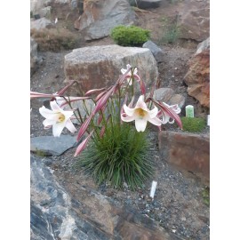 Lilium formosanum v. pricei | Dwarf Formosa Lily | 100 Seeds