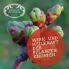 RATHAUS APOTHEKE WIEN Bud Extract - Gemmotherapy - Veins |